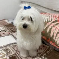 دنبال جفت برای دخترم کوکی هستم/بقیش بزن روآگهی
