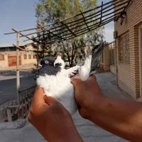 کفتر یه جایی|پرنده|قم, سراجه (۱۵ خرداد)|دیوار