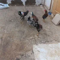 خروس گلین
