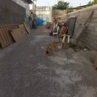 سگ ژرمن