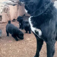 توله قهدریجونی