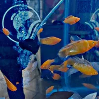 مولی بالن . مولی گاوی|ماهی|شهریار, شهرک وائین|دیوار