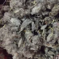 چای کوهی پنبه