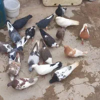 چند کبوتر رنگی خوب زیر قیمت