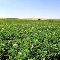 زمین کشاورزی آبی دیواندره سیستم آبیاری بارانی|فروش دفتر صنعتی، کشاورزی، تجاری|دیواندره, |دیوار