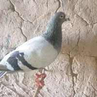 کفتر|پرنده|سده (خراسان جنوبی), |دیوار