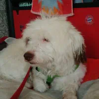 سگ نژاد دار ماده سالم و سرحال|سگ|کهریزک, |دیوار