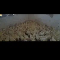 مرغ بیجلند|حیوانات مزرعه|اهواز, حصیرآباد|دیوار