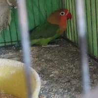 کوتوله برزیلی