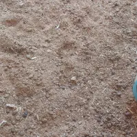 کود گوسفندی گونی|خدمات باغبانی و درختکاری|نجف‌آباد, دلگشا|دیوار