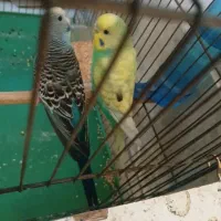 جفت مرغ عشق مولد به شرط با ۱ تخم پریشب