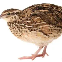 بلدرچین