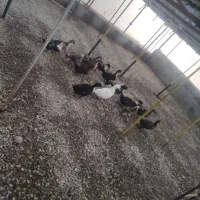 اردک نر و ماده تخم گذار|حیوانات مزرعه|هشتگرد, شهرک گلخانه|دیوار