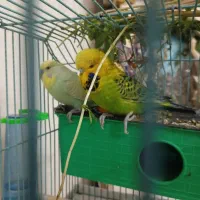 جفت مرغ عشق انگلیسی|پرنده|اندیشه, اندیشه فاز ۲|دیوار