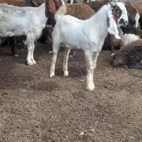 بزغاله نر|حیوانات مزرعه|انبارآلوم, |دیوار