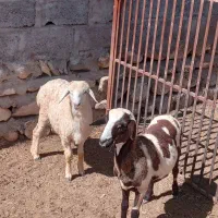 بره نر فروشی  اطراف بندرلنگه
