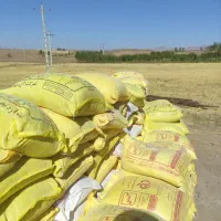 گندم بذری پیشگام|گل و گیاه طبیعی|زنجانرود, |دیوار