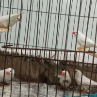 فنج آماده|پرنده|کاشان, فاز ۲ ناجی آباد|دیوار