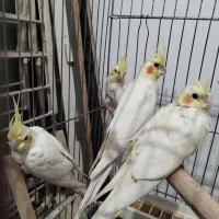 جوجه عروس هلندی