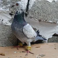 سار|پرنده|آزادشهر, |دیوار