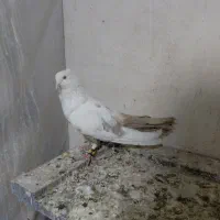 چند عدد کبوتر خوب
