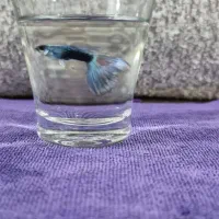 ماهی گوپی کلکسیونی خاص (مولد)|ماهی|گرگان, |دیوار