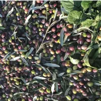 زیتون خشک و تازه چیده شده.، شما از ما