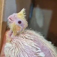 جوجه عروس هلندی سرلاکی
