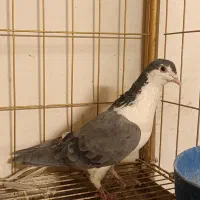 دمگیر فیروزه و دستگردی