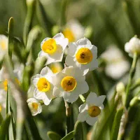 فروش 2000 متر زمین در مزرعه گل نرگس