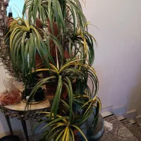 گلدان نخلی با گلدان سفالی|گل مصنوعی|تبریز, |دیوار