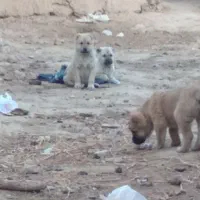 مرغ س گ|پرنده|تربت جام, شهید غلام زاده|دیوار