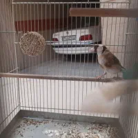 سهره نر|پرنده|تهران, مشیریه|دیوار