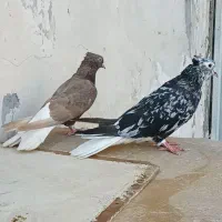 کبوتر دم سفیدوسینه ای.دم‌زرد|پرنده|باوی, |دیوار