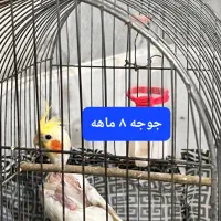 عروس هلندی مست به شرط جفتگیری|پرنده|گالیکش, |دیوار