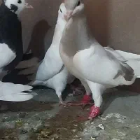 کفتر|پرنده|اقبالیه, |دیوار