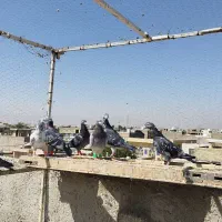 کفتر۸تا پلاکی دست اولی|پرنده|شیراز, قلعه نو|دیوار