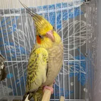 عروس هلندی نر مینیاتوری