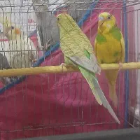 جفت مرغ عشق