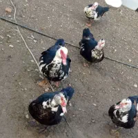 اردک|حیوانات مزرعه|زنجانرود, |دیوار