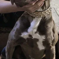 سگ پیت بول خانگی دوساله نژاداصلی پراز عضوله