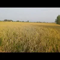 کشت دوم برنج طارم هاشمی اعلاء|خوردنی و آشامیدنی|سرخرود, |دیوار