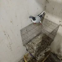 کفتر‌شیخی|پرنده|فیروزآباد (آذربایجان), |دیوار