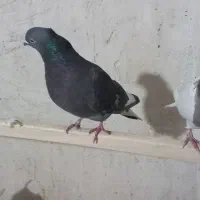 کبوتر خال قرمز با سبز