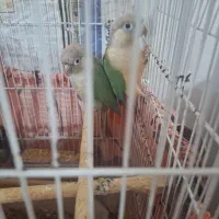 جفت گرینجیک مولد پاین اپل|پرنده|رشت, کوی عرفان|دیوار