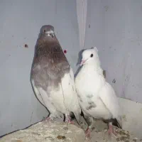 کبوتر|پرنده|رزن, |دیوار