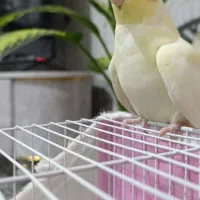 پرنده عروس هلندی نر چشم شرابی|پرنده|مشهد, امیریه|دیوار