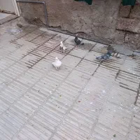 کبوتر|پرنده|فسا, |دیوار