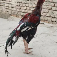 خروس|حیوانات مزرعه|سیب و سوران, |دیوار