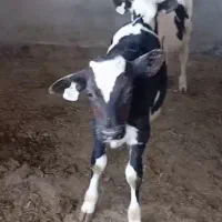 تعداد ۲۰ راس گوساله قطع شیر ،نژاد هولشتاین